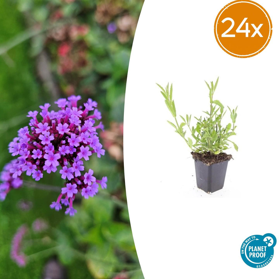 24x Verbena bonariensis - ↕10-25cm - Ø9cm