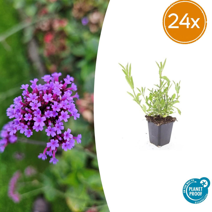 24x Verbena bonariensis - ↕10-25cm - Ø9cm