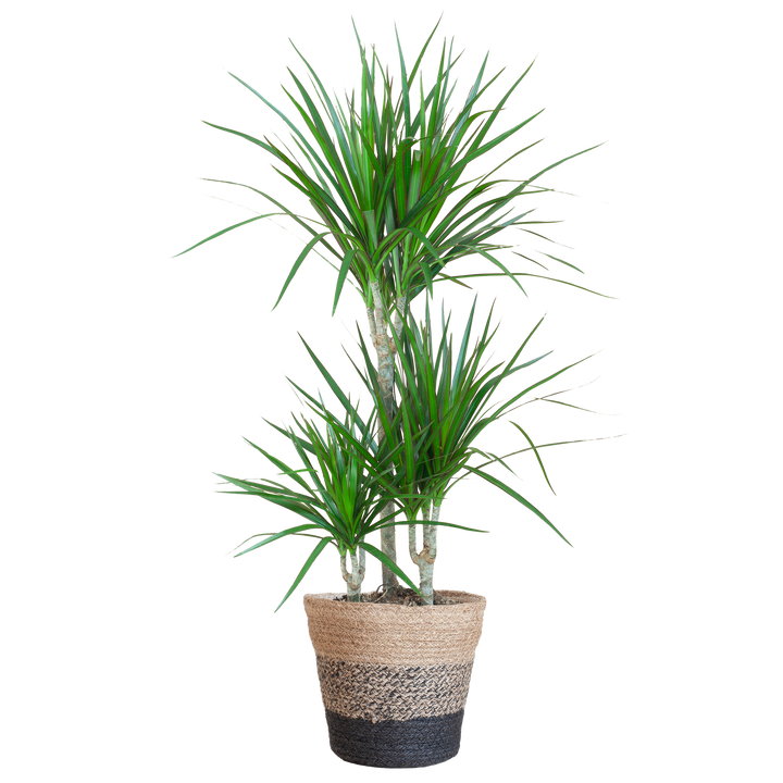 Dracaena Marginata met Lissabon mand zwart - 95cm - Ø21