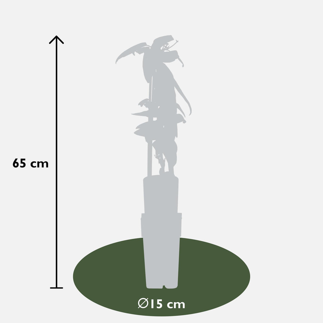 Clematis armandii - Groenblijvende Clematis Wit - Ø15cm - ↕65cm