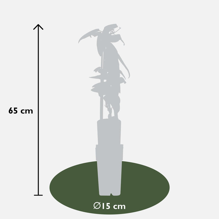 Clematis armandii - Groenblijvende Clematis Wit - Ø15cm - ↕65cm