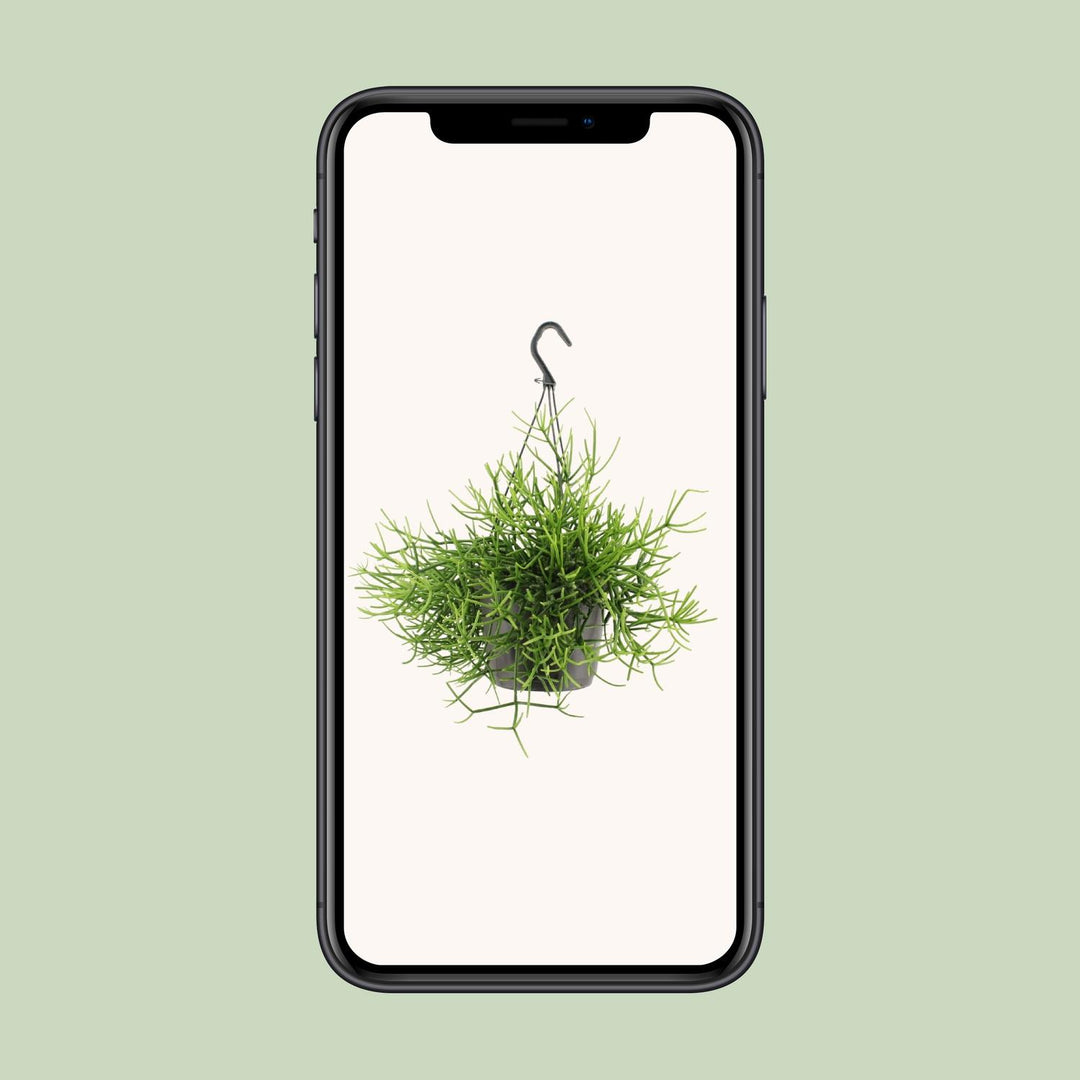 Rhipsalis Heteroclada - Ø17cm - ↕25cm