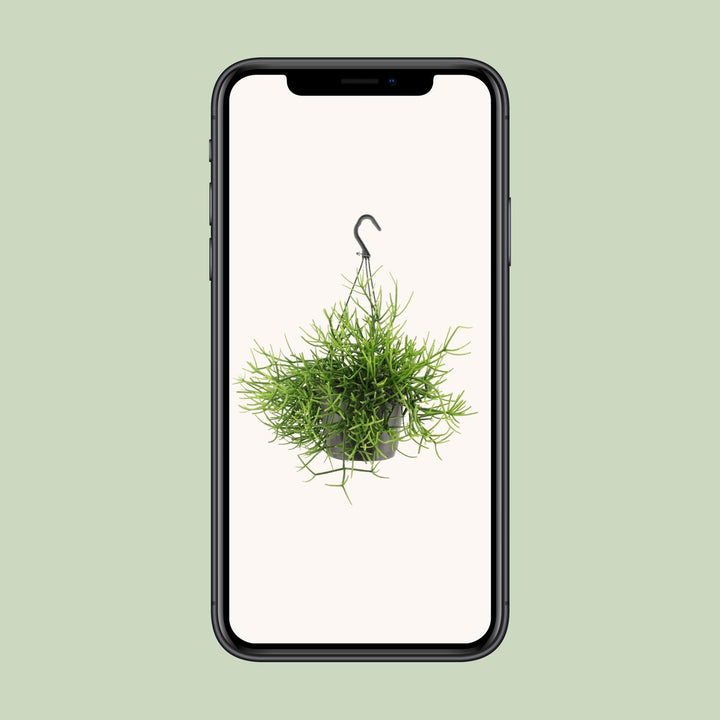 Rhipsalis Heteroclada - Ø17cm - ↕25cm