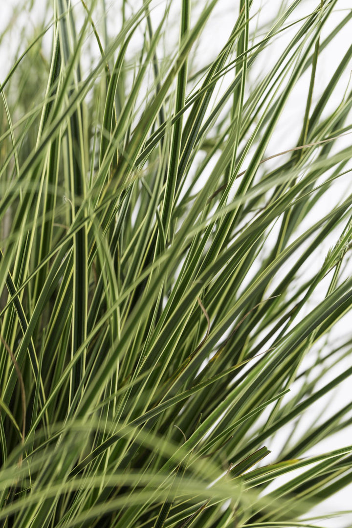 3x - Carex brunnea 'Variegata' - ↨30cm - Ø14