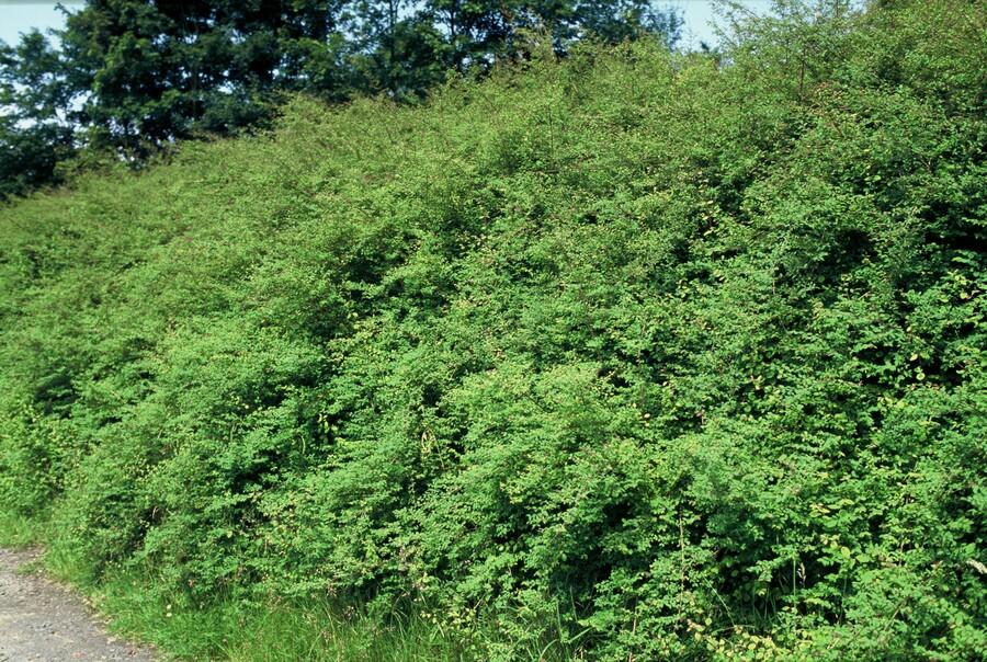 24x Symphoricarpos ch. 'Hancock' - ↕10-25cm - Ø9cm