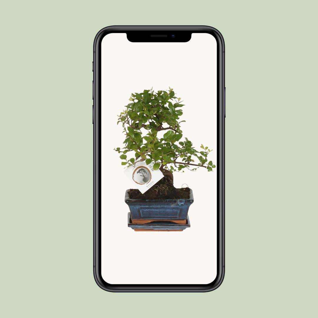 Bonsai 'Sageretia' S-vorm Ø15cm - ↕15cm
