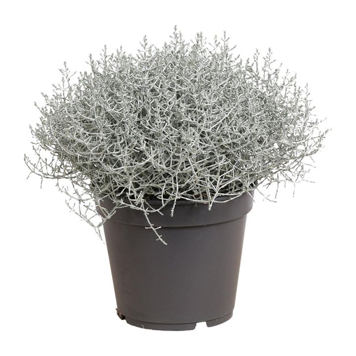 Leucophyta (Calocephalus) Brownii - Ø17cm - ↕30cm