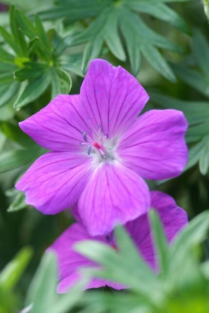 20x Geranium 'Tiny Monster' - ↕10-25cm - Ø9cm