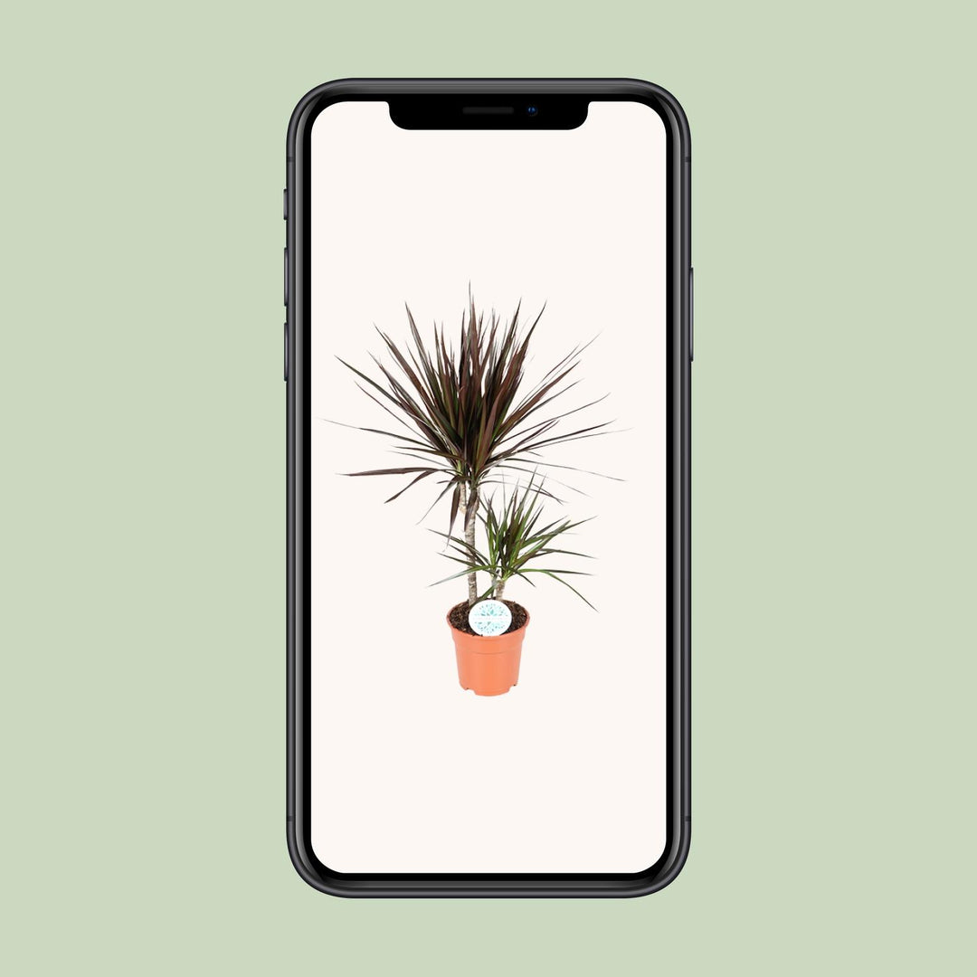 Dracaena Magenta - Ø17cm - ↕70cm