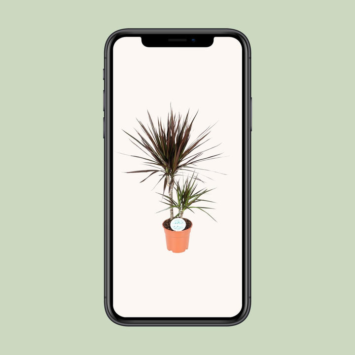 Dracaena Magenta - Ø17cm - ↕70cm