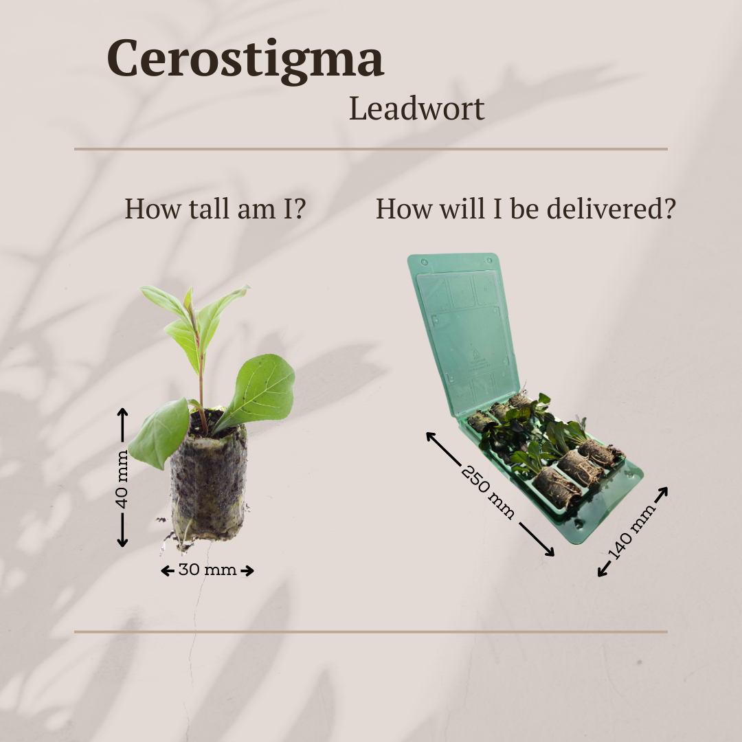 Ceratostigma – 6 Pluggen | Zelf Kweken & Genieten van een Kleurrijke Najaarstuin!
