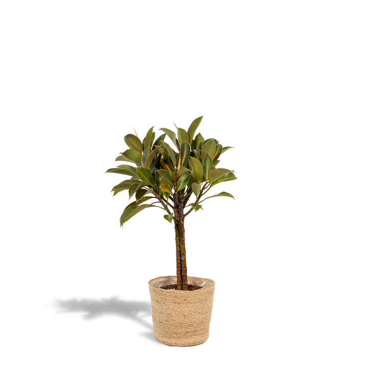 Ficus elastica Melany stam - ↨90cm - Ø21cm + Mand Selin