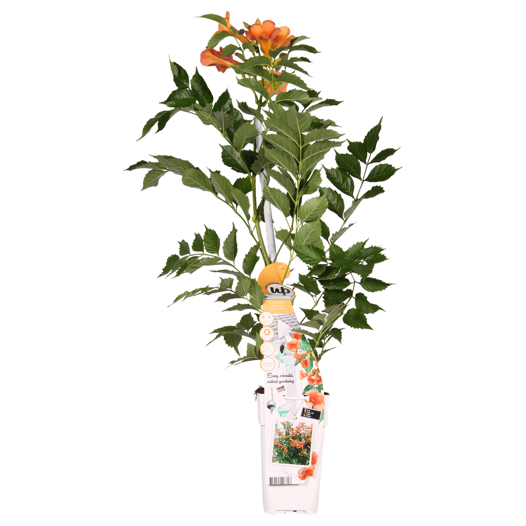 Campsis Indian Summer - Trompetbloem Oranje - Ø15cm - ↕65cm - Ø15 - ↨65cm