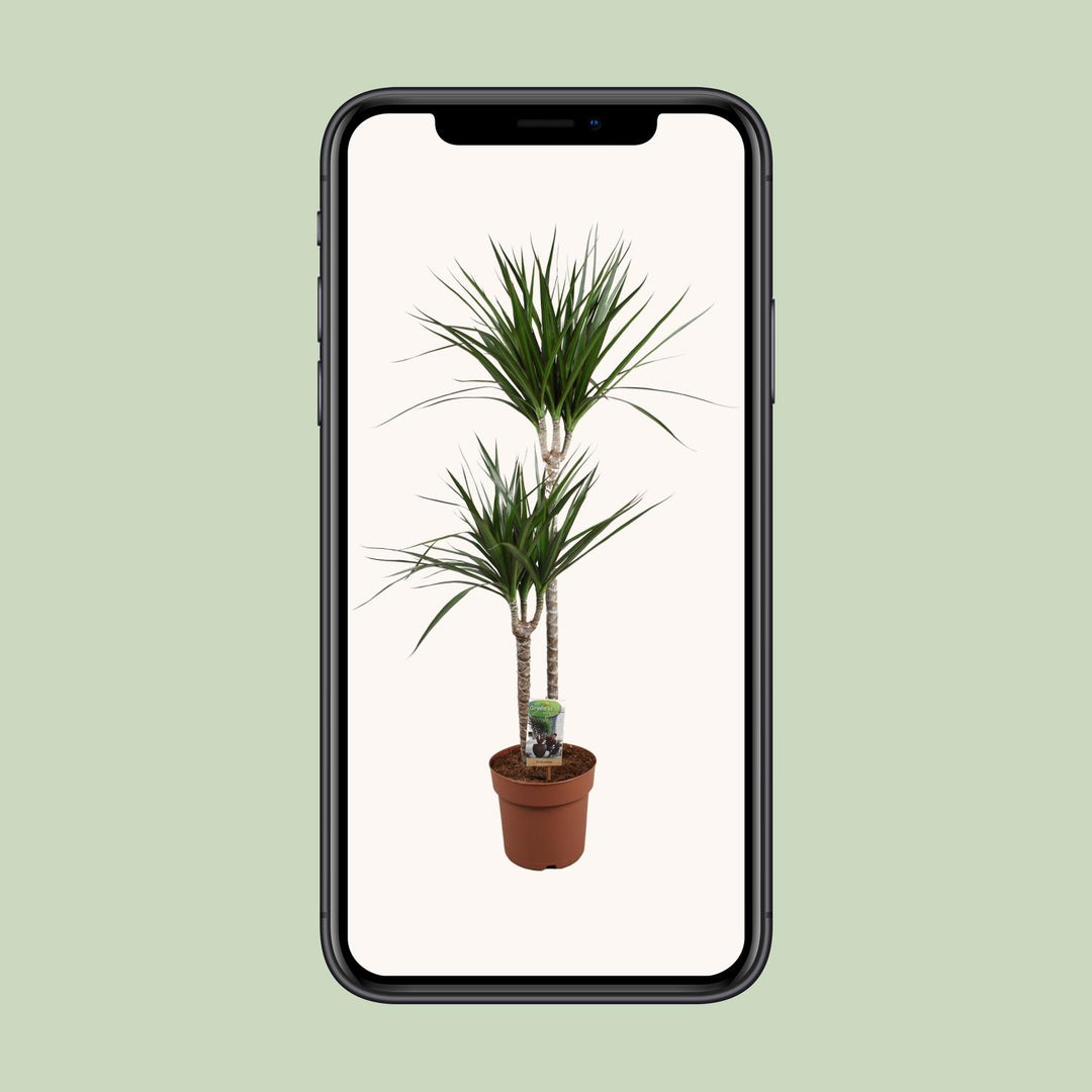 Dracaena Marginata - Ø19cm - ↕110cm