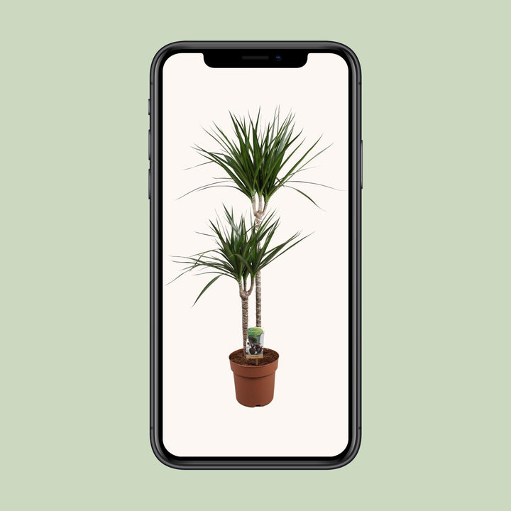 Dracaena Marginata - Ø19cm - ↕110cm