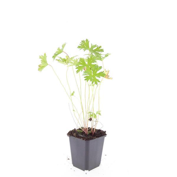 24x Geranium 'Johnson's Blue' - ↕10-25cm - Ø9cm
