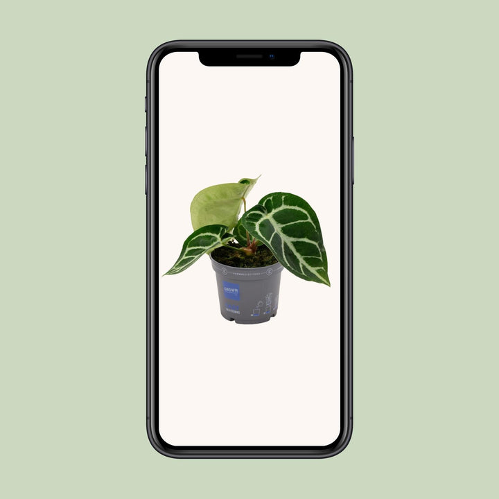 Anthurium Clarinervium - Ø12cm - ↕20cm