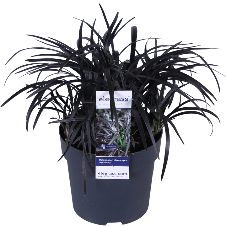 Ophiopogon planiscapus Nigrescens - Ø14cm - ↕30cm