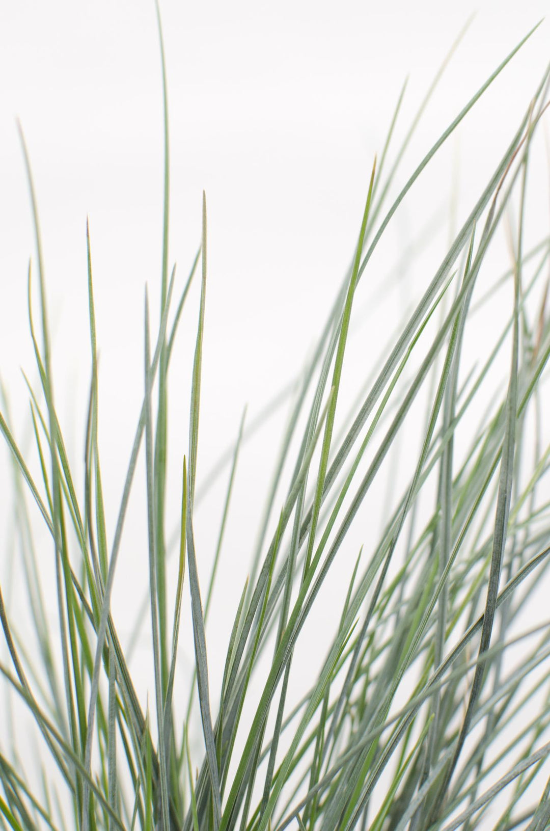 Festuca glauca Azura Blue - Ø19cm - ↕40cm - Ø19 - ↨40cm