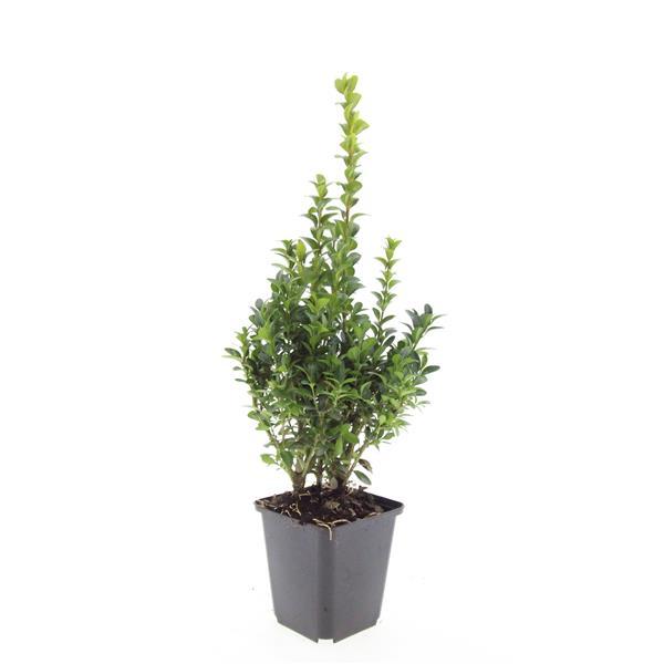 24x Buxus Sempervirens - ↕10-25cm - Ø9cm