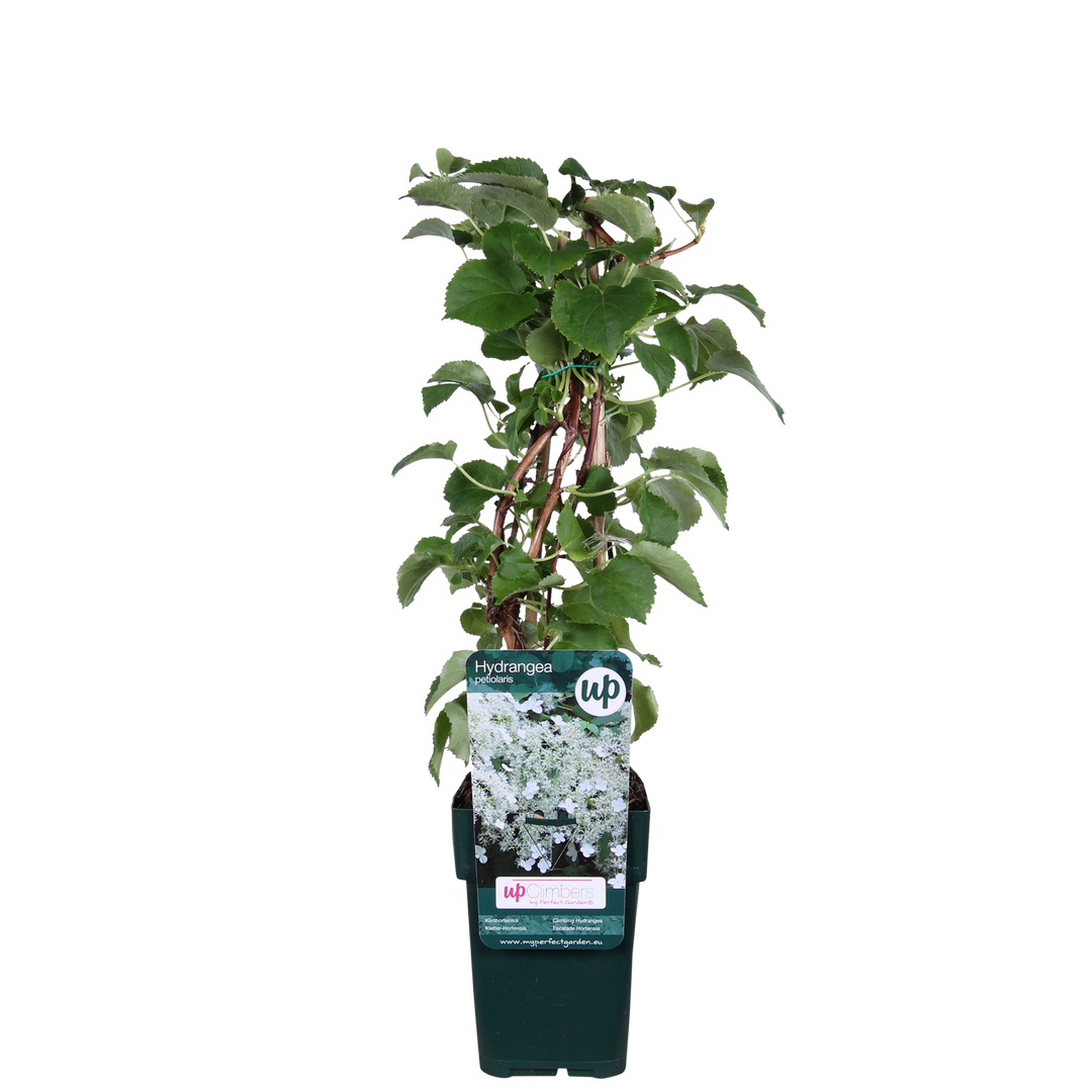 Hydrangea petiolaris - Klimhortensia - Ø15cm - ↕65cm
