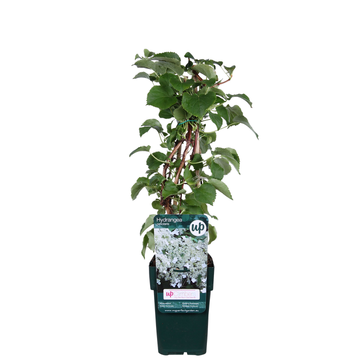 Hydrangea petiolaris - Klimhortensia - Ø15cm - ↕65cm