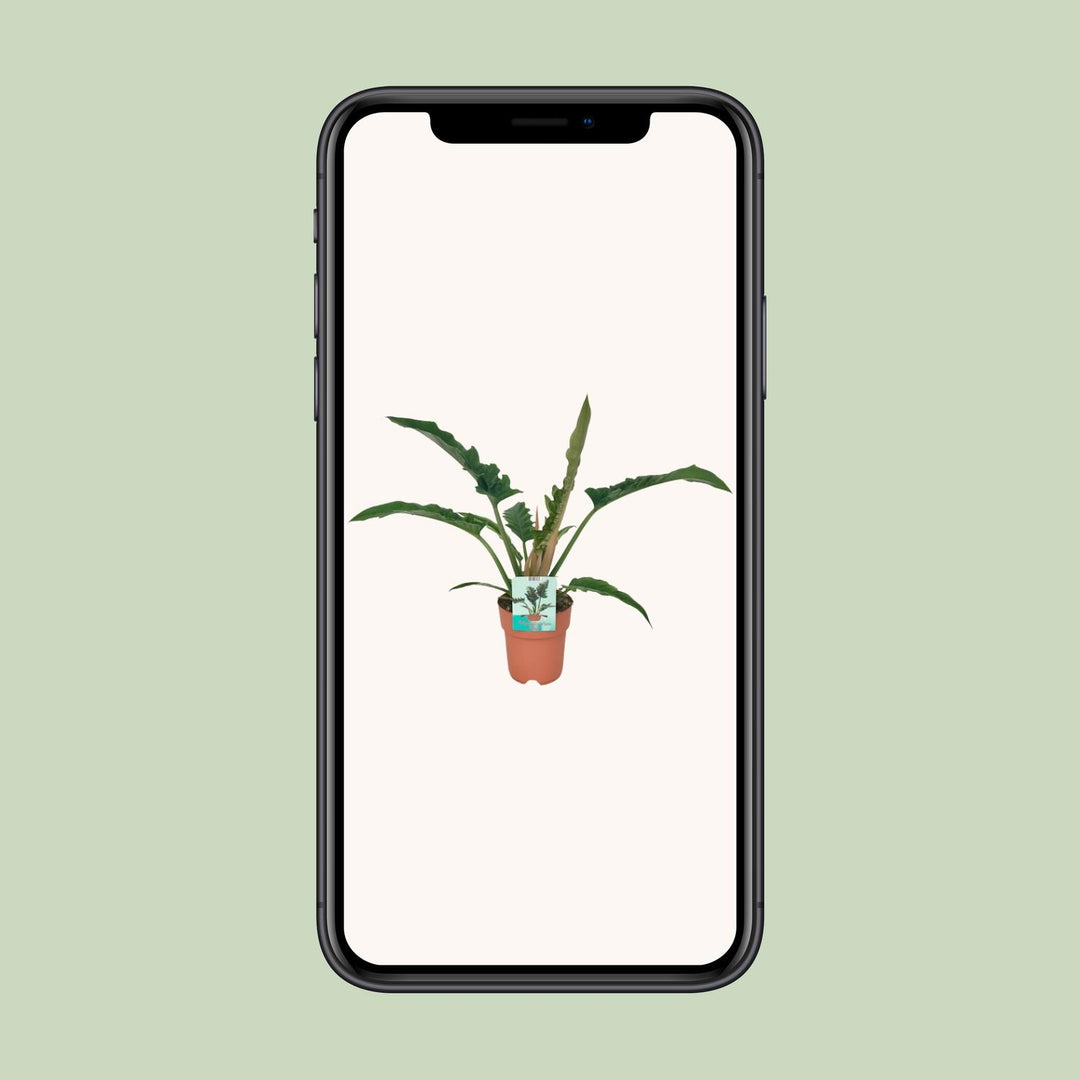 Philodendron Narrow - Ø19cm - ↕90cm