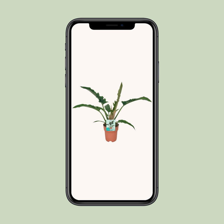 Philodendron Narrow - Ø19cm - ↕90cm