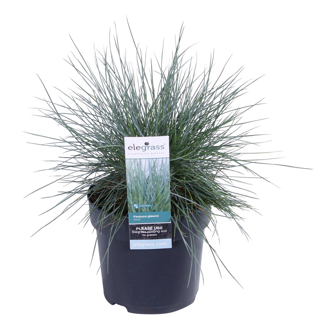 Festuca glauca Azura Blue - Ø19cm - ↕40cm - Ø14 - ↨30cm