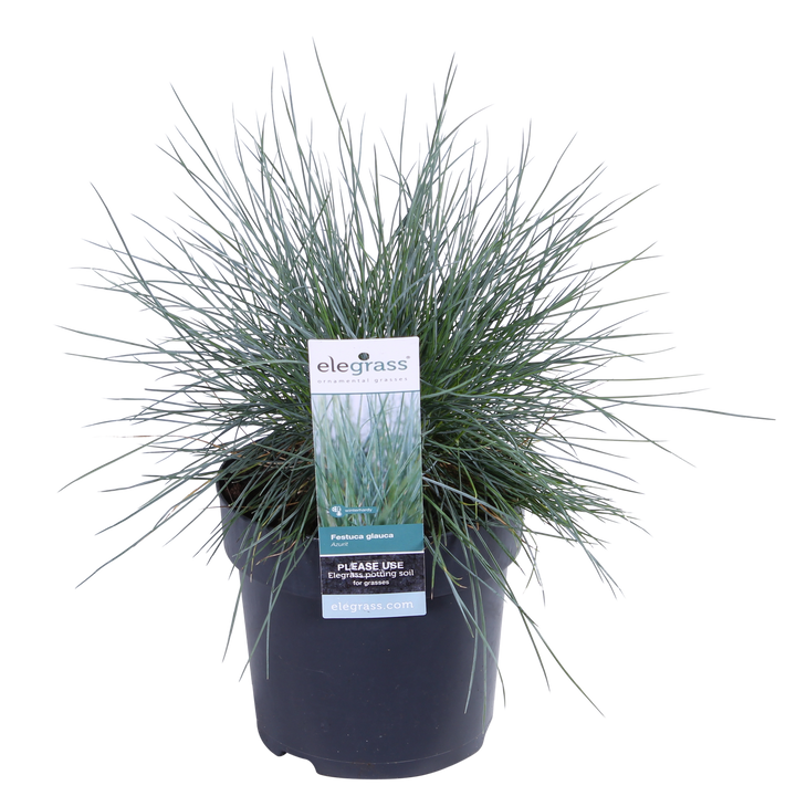 Festuca glauca Azura Blue - Ø19cm - ↕40cm - Ø14 - ↨30cm