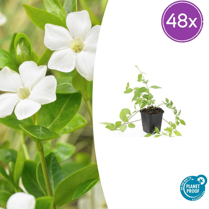 48x Vinca major 'Alba' - ↕10-25cm - Ø9cm