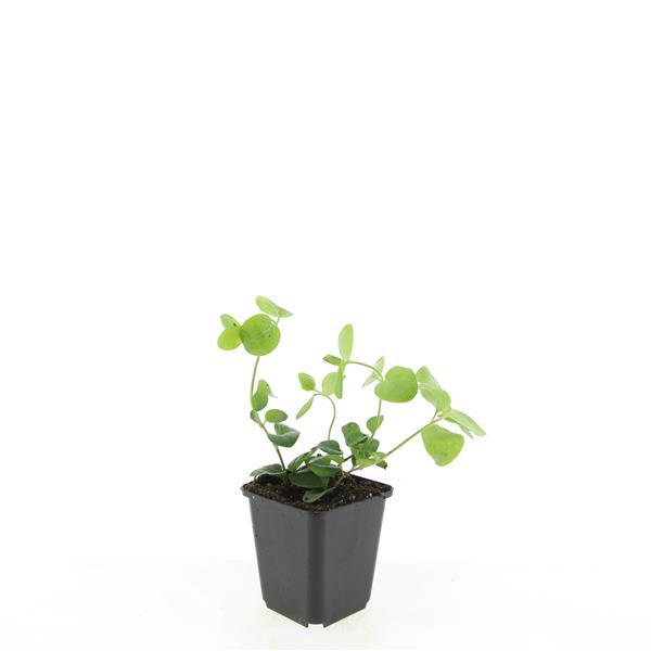 24x Vinca major - ↕10-25cm - Ø9cm