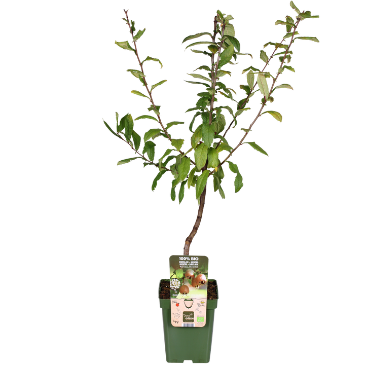 Mespilus germanica 'Westerfield' - Ø23cm - ↕120cm