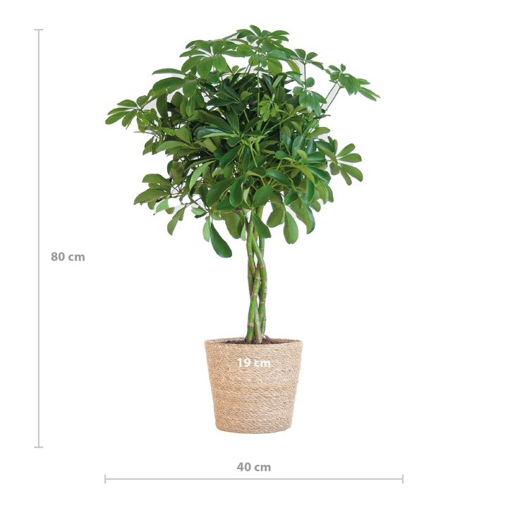Schefflera Arab Nora met Mand Sofia naturel  - 70cm - Ø21
