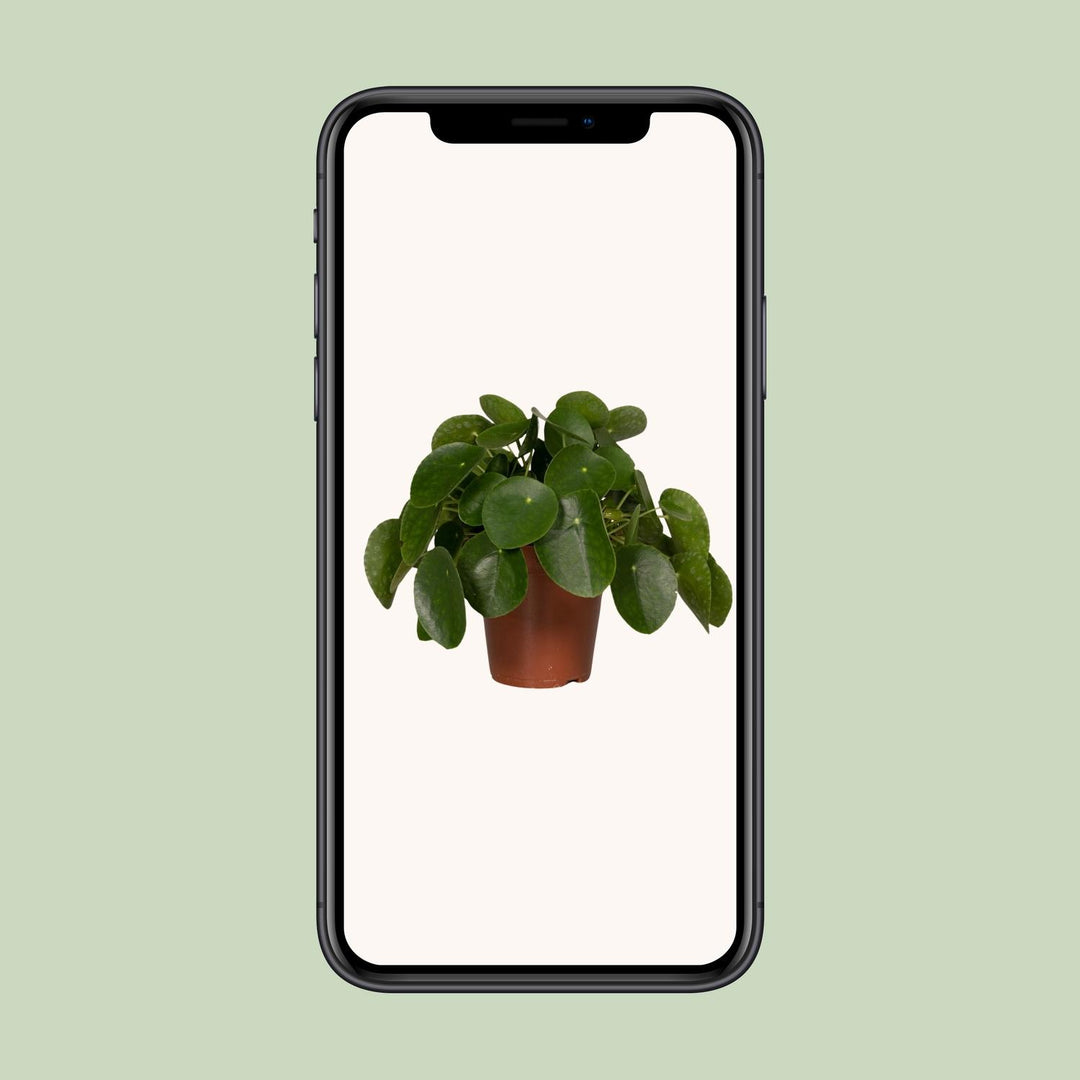 Pilea Peperomiodes - Pannekoekenplant - Ø15cm - ↕25cm