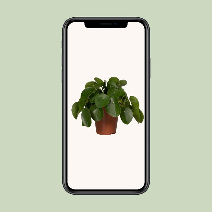 Pilea Peperomiodes - Pannekoekenplant - Ø15cm - ↕25cm
