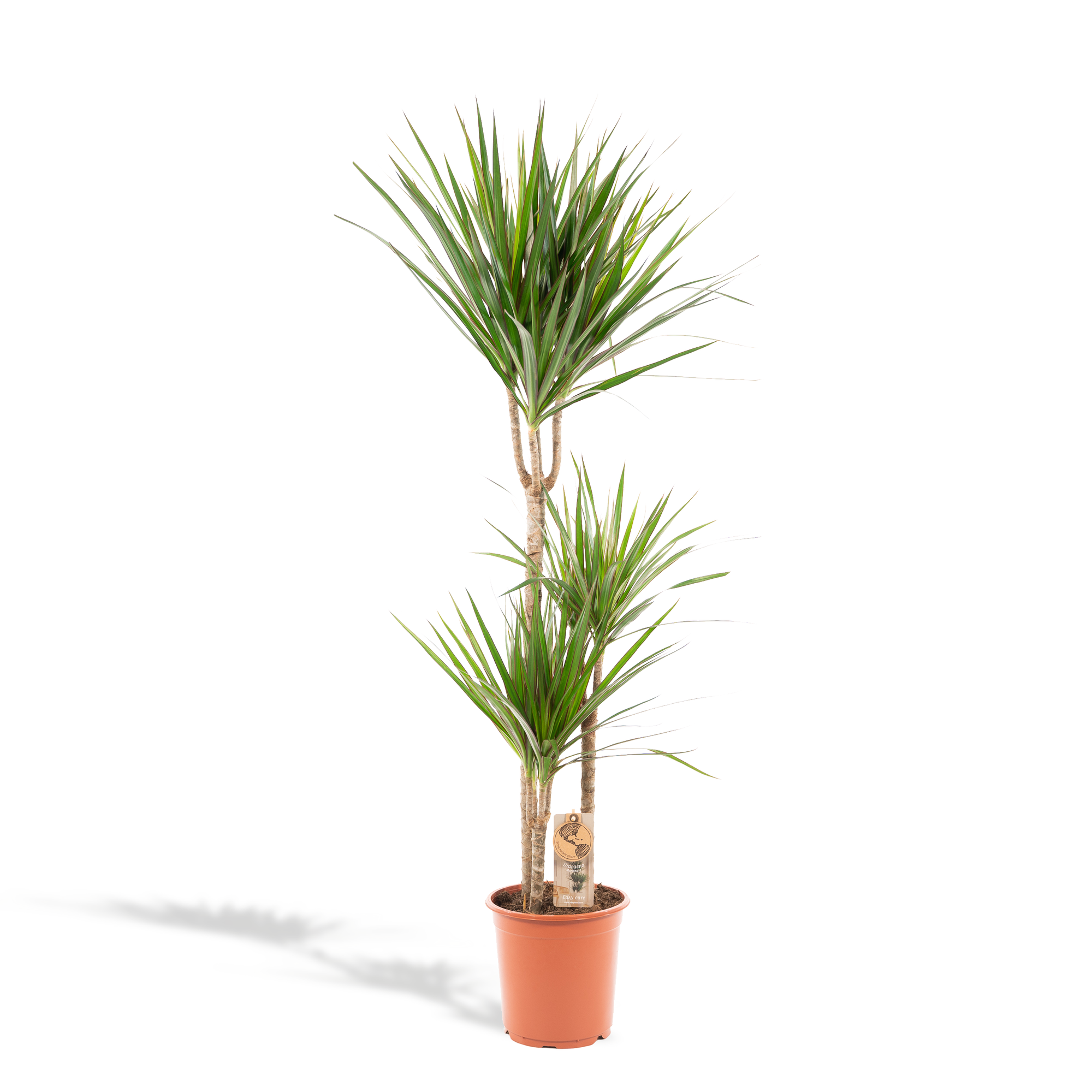 Planten
