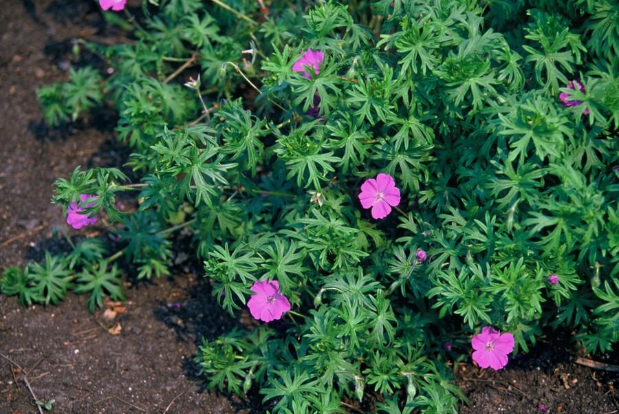 20x Geranium 'Tiny Monster' - ↕10-25cm - Ø9cm