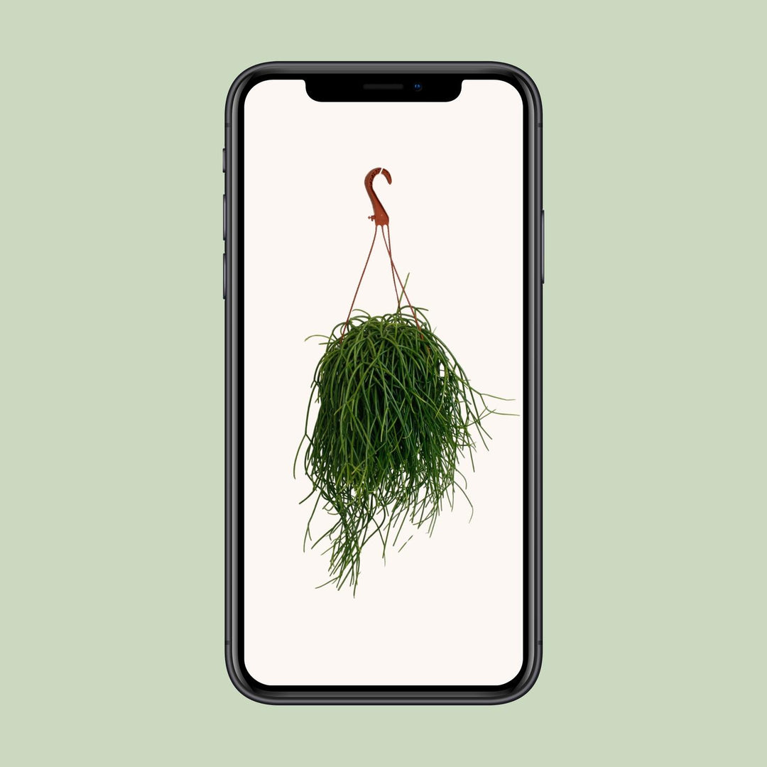 Rhipsalis Shaferi - Ø17cm - ↕45cm