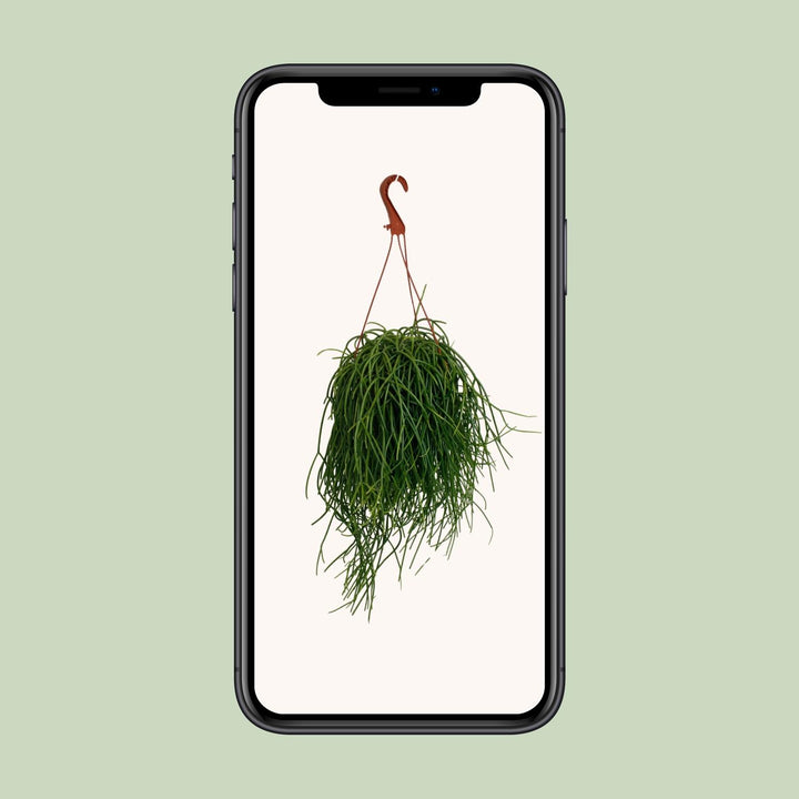 Rhipsalis Shaferi - Ø17cm - ↕45cm