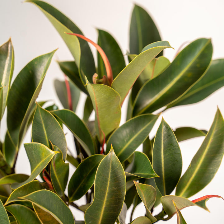 Ficus elastica Melany stam - ↨90cm - Ø21cm + Mand Selin