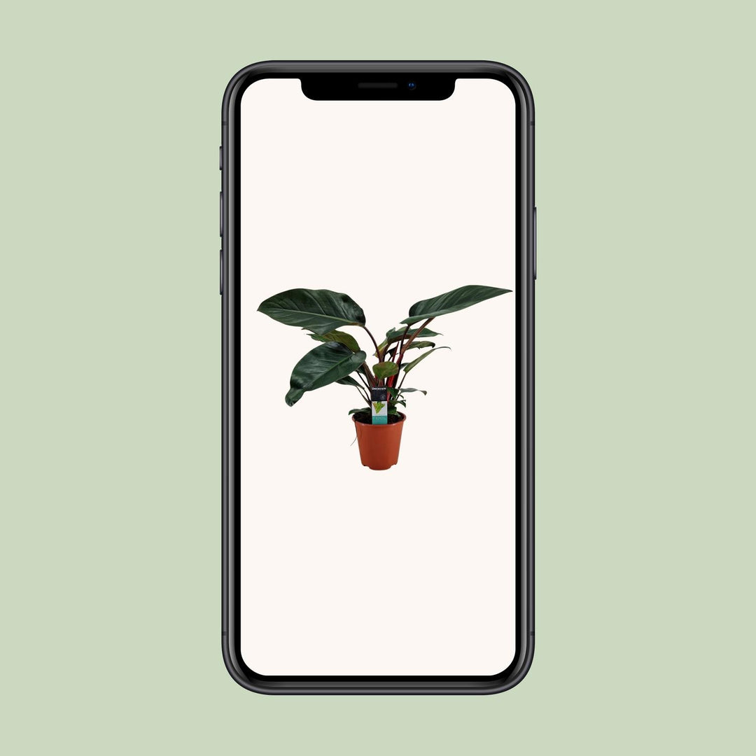 Philodendron Congo Rojo - Ø19cm - ↕65cm