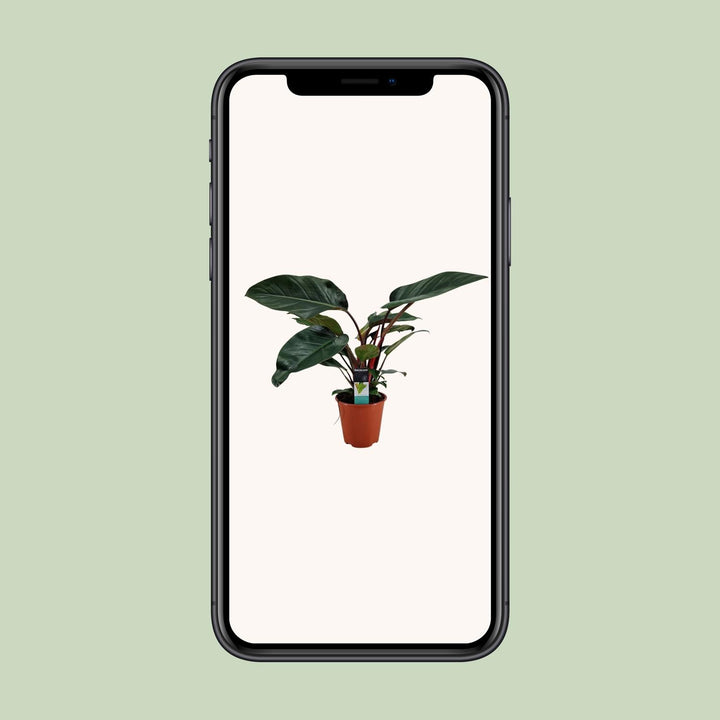 Philodendron Congo Rojo - Ø19cm - ↕65cm