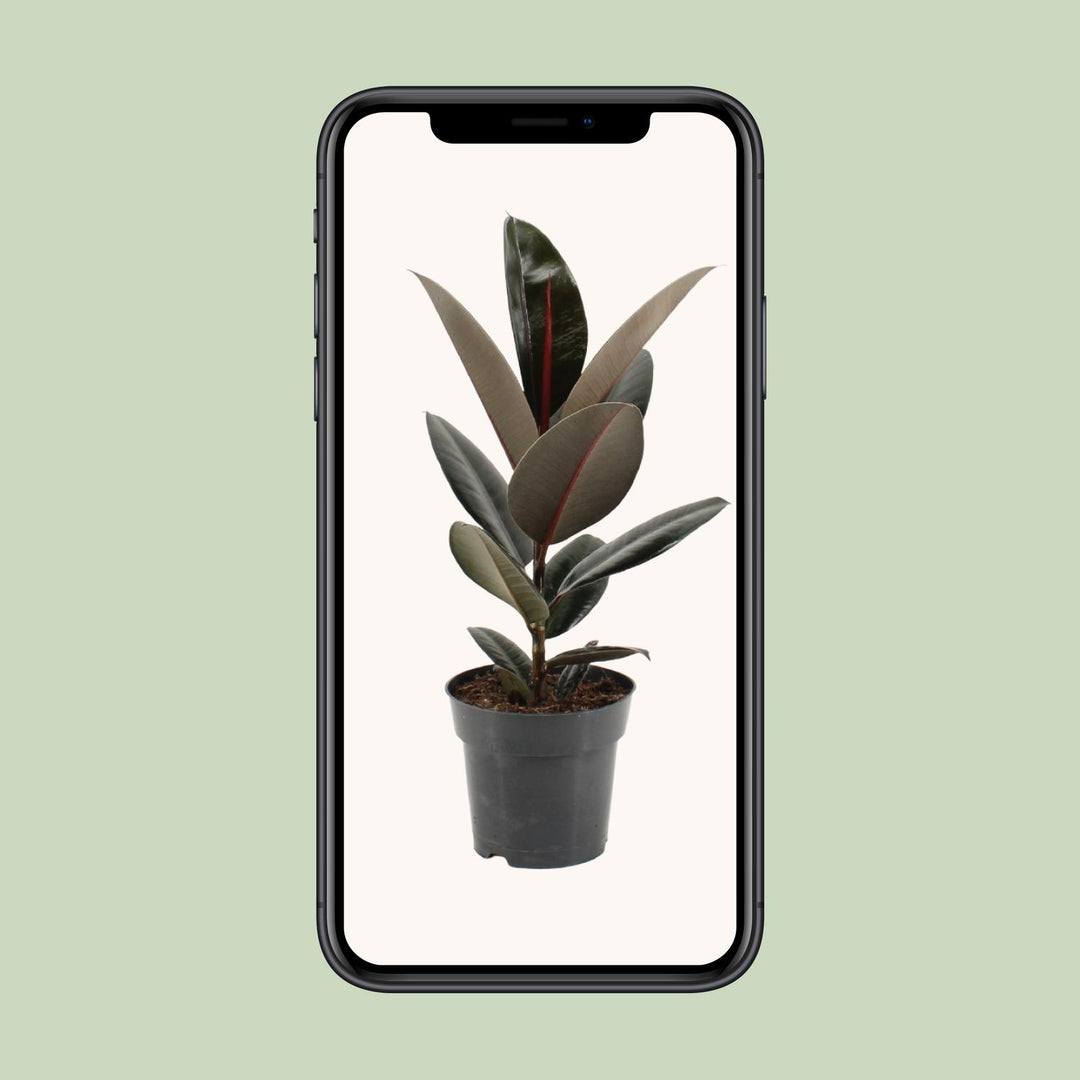 Ficus Elastica Abidjan - Ø17cm - ↕55cm