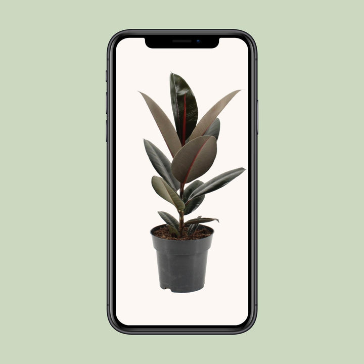 Ficus Elastica Abidjan - Ø17cm - ↕55cm