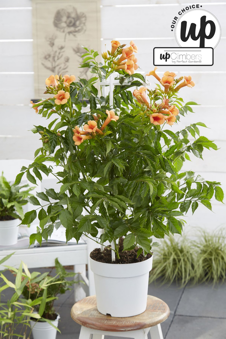 Campsis Indian Summer - Trompetbloem Oranje - Ø15cm - ↕65cm - Ø15 - ↨65cm