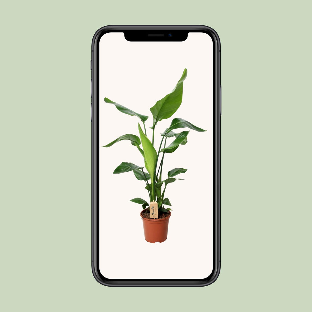 PROMO - Strelitzia Nicolai - Ø19cm - ↕90cm