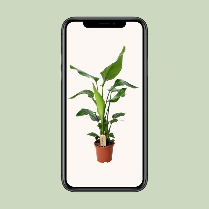 PROMO - Strelitzia Nicolai - Ø19cm - ↕90cm