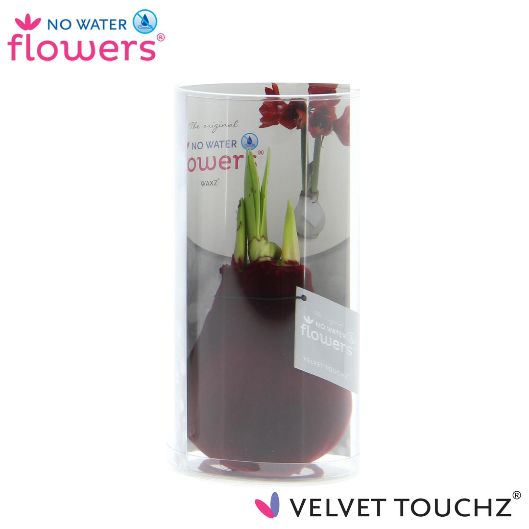 No Water Flowers Velvet Touchz® Bordeaux In Koker - ↕15cm