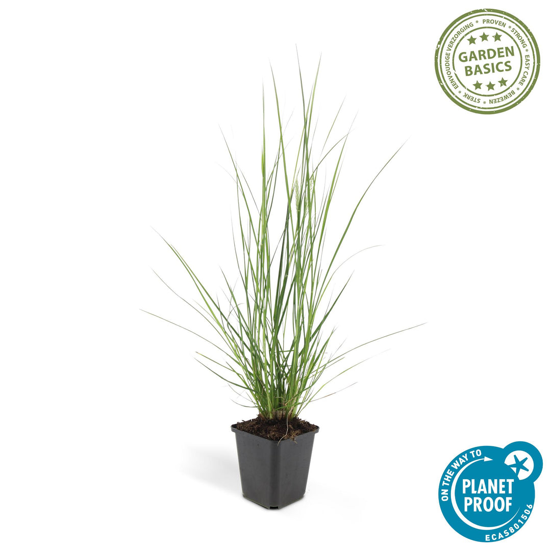 24x Pennisetum alopecuroides 'Hameln' - ↕10-25cm - Ø9cm